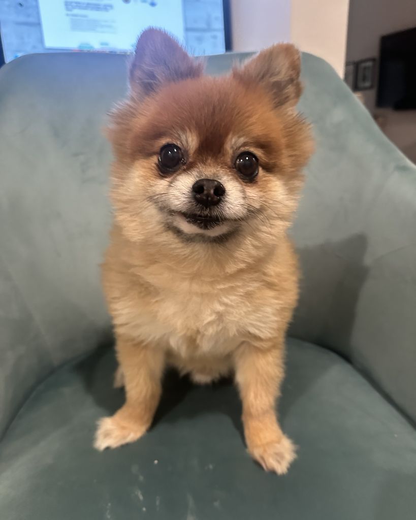 Peanut Profile Photo