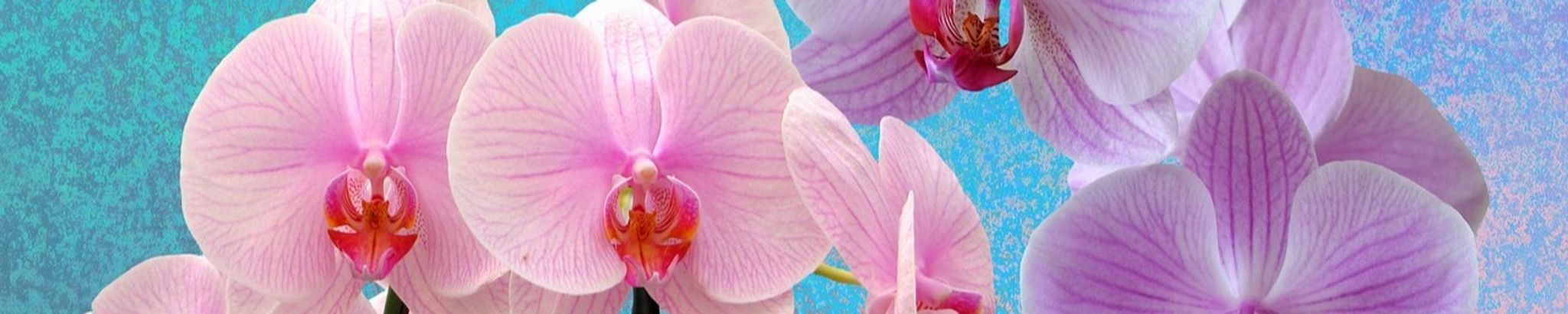 Cover photo for Madeline Elaine Monroe's Obituary