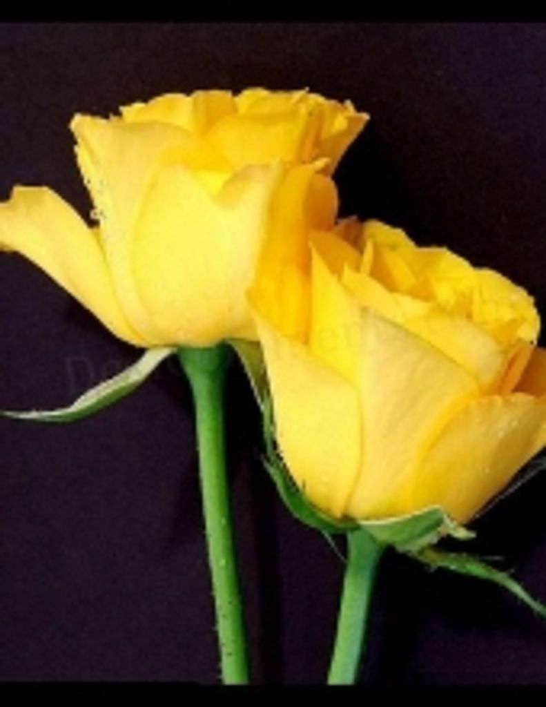 Rose M. Carder
