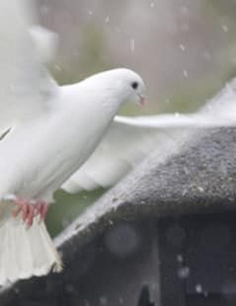 Walter Hardnett Profile Photo