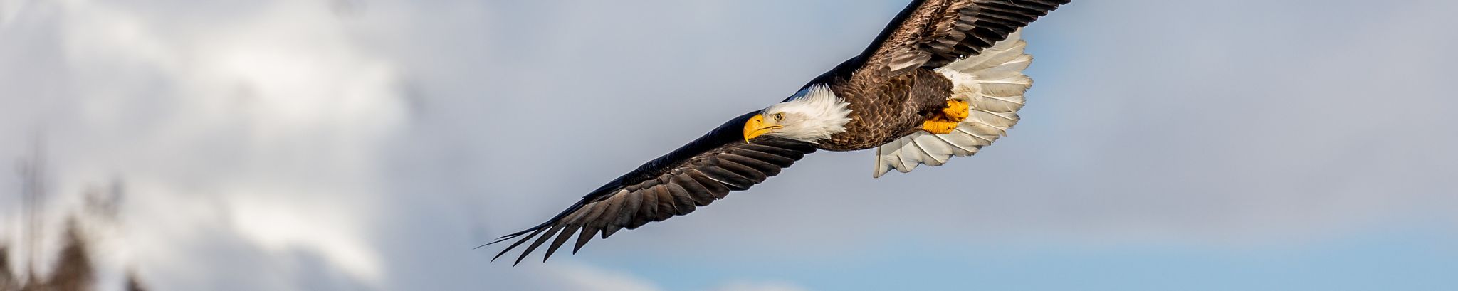 Cover for Arnie P. Van Hoosen's Obituary