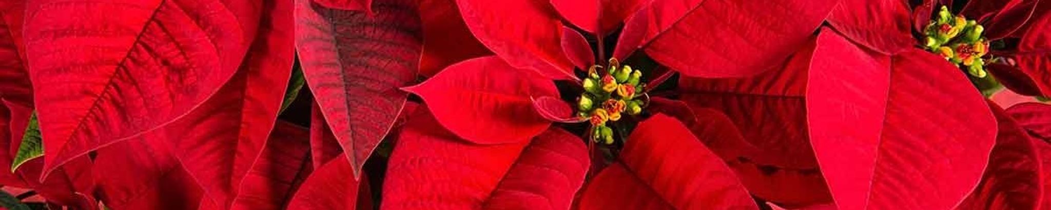 Cover for Marilyn E. Perry's Obituary