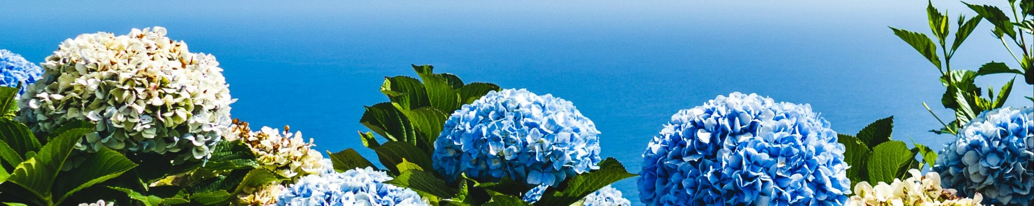 Cover for Caroline Krapf's Obituary