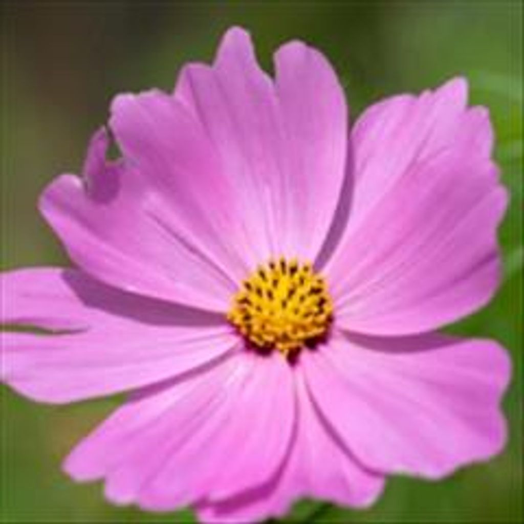 Helen Marie Whitsett