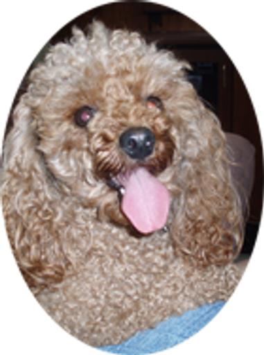 Harry Klemash Profile Photo