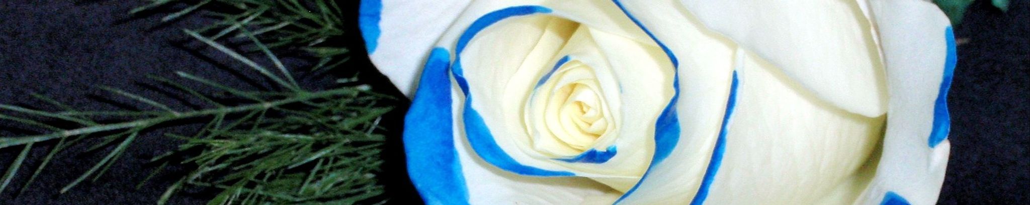 Cover photo for Nicolas Rogelio Naranjo's Obituary