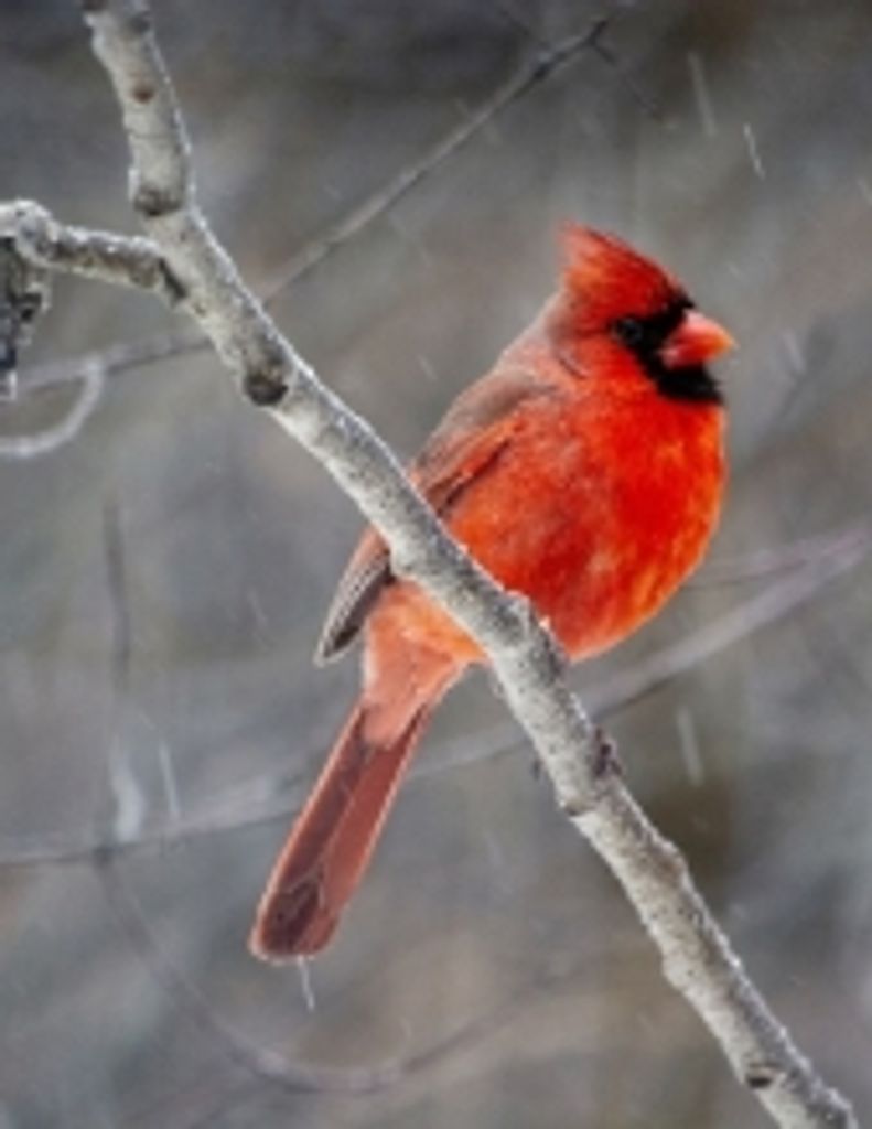 Kevin Mcgough Profile Photo