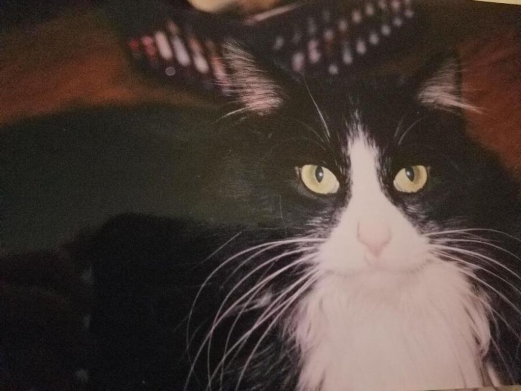 Pusscat Brickey