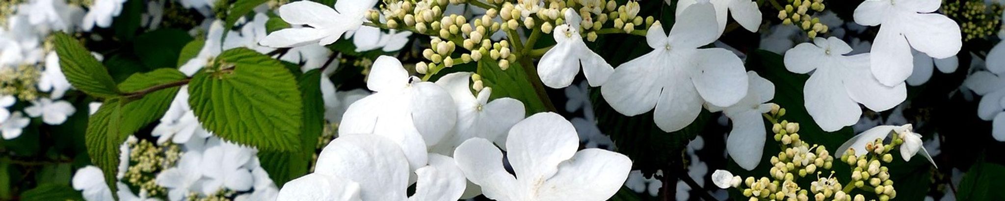 Cover for Rhonda Faye Lehman's Obituary