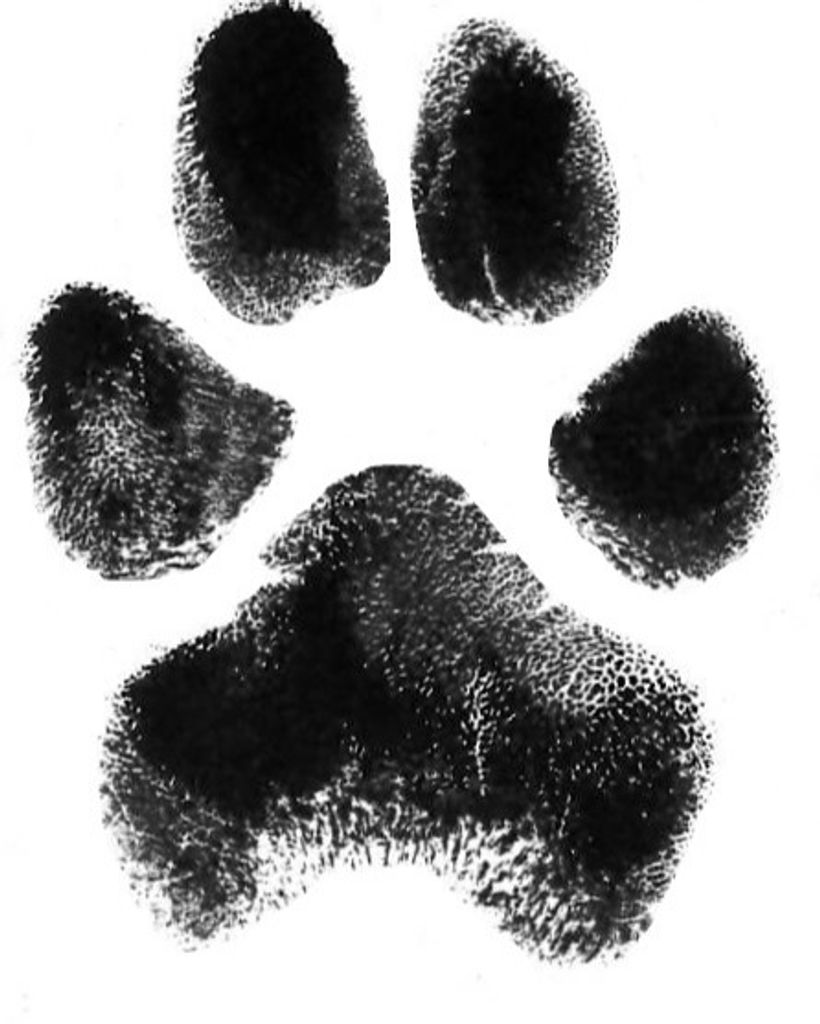 Shadow Furr Profile Photo