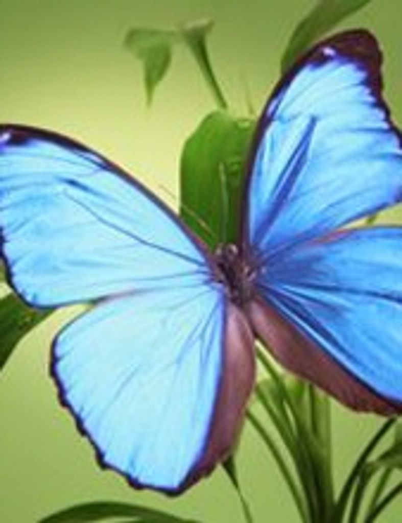 Patsy Ann Wetterman Craft