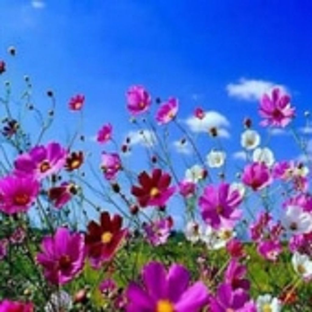 Martha Lesuar Shetron