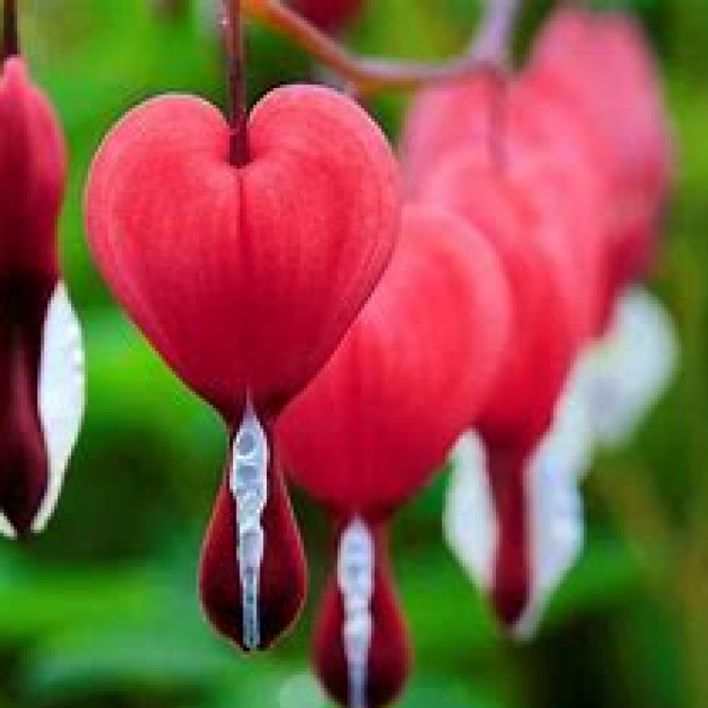 Joan Marie Burkhart Profile Photo