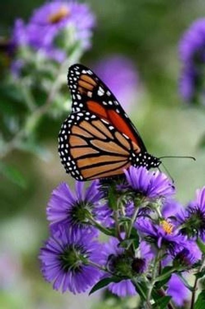 Shirley Mae Eckhoff Profile Photo