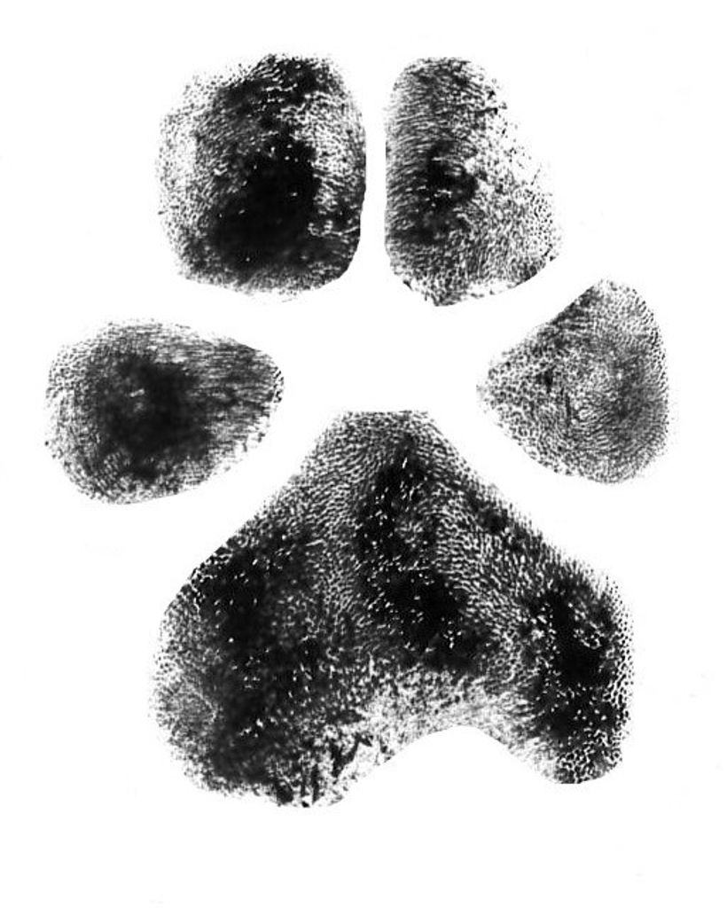 Chevy Hazelwood Profile Photo