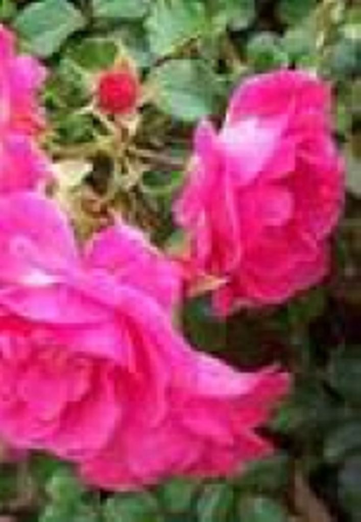 Phyllis  J. Mattthews