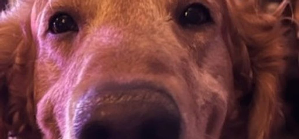 Nugget Profile Photo