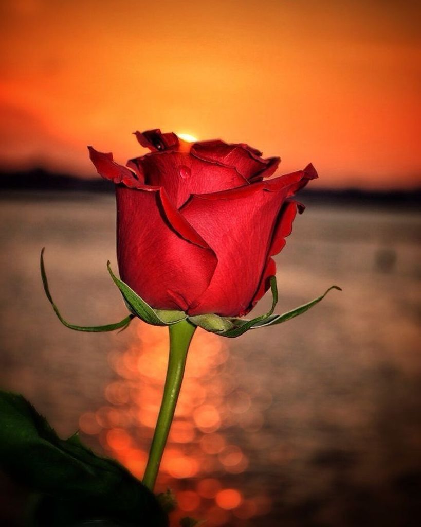 Jennifer S Church Profile Photo