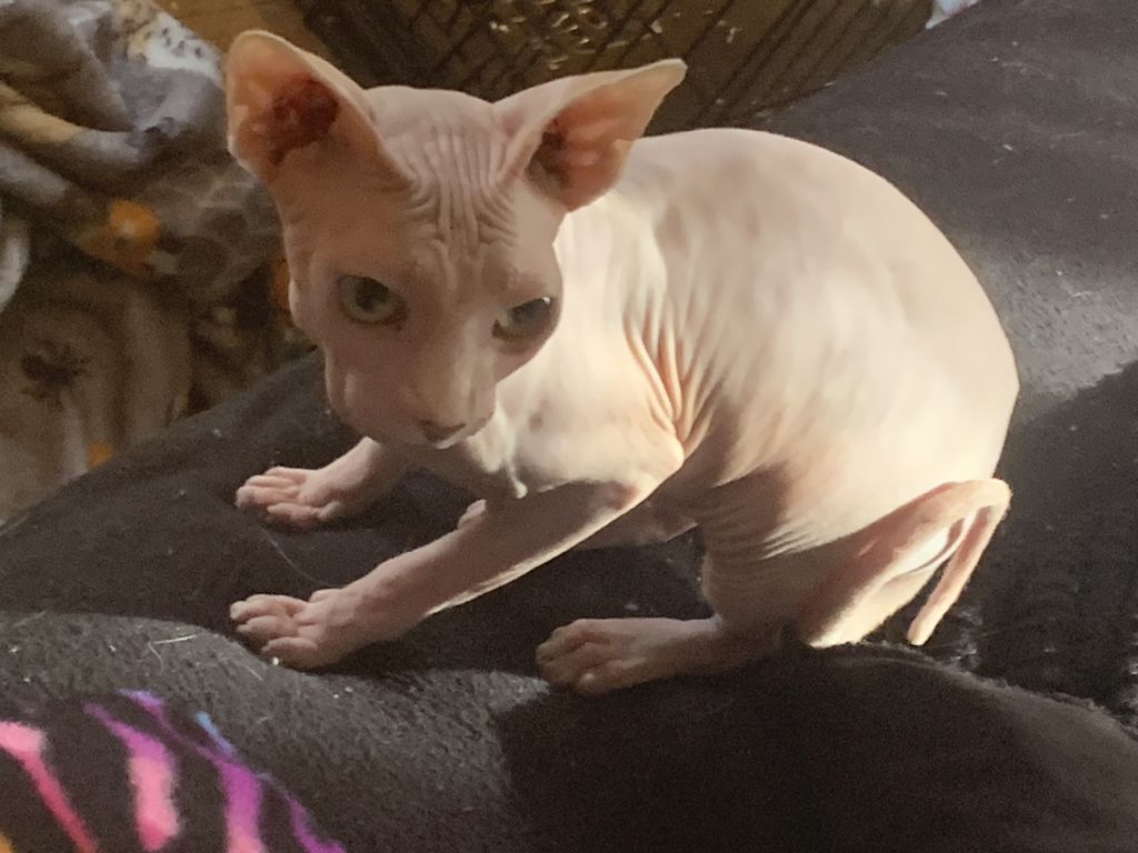Nala Profile Photo