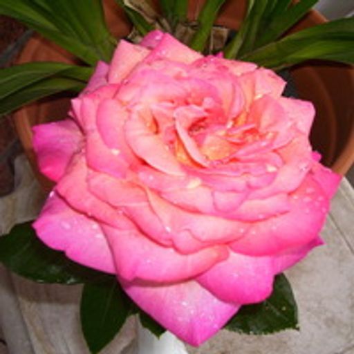 Patricia J. (Price) Devlin Profile Photo