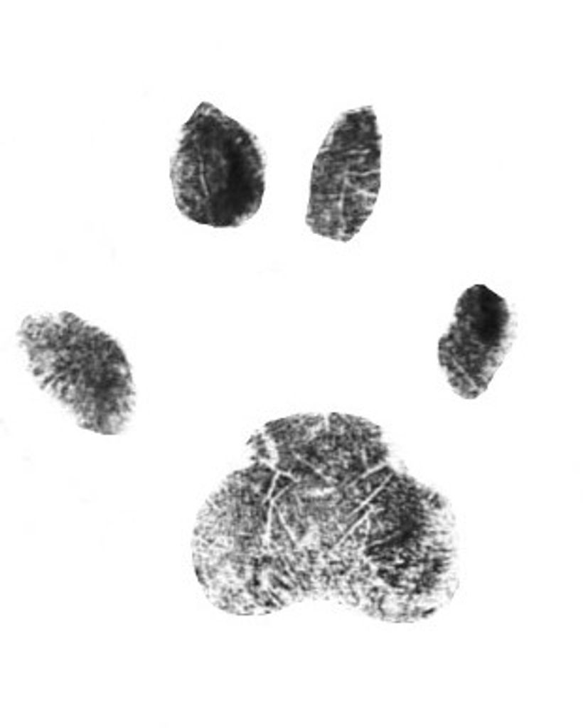 Precious Kitchings Profile Photo