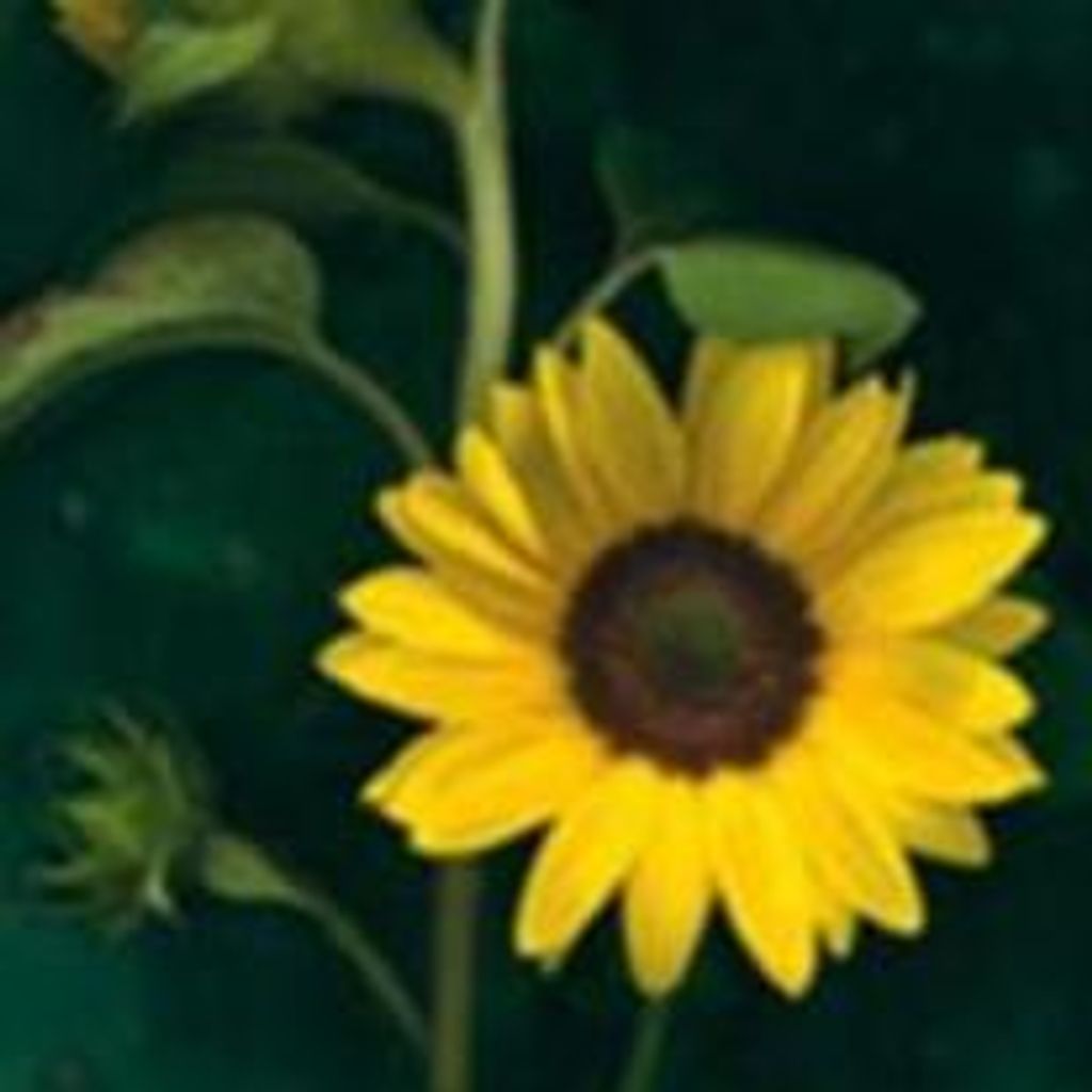 Dorothy V. French