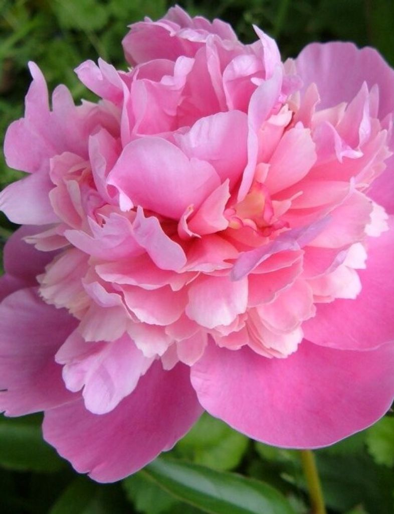 Eileen Dantzler Ulmer