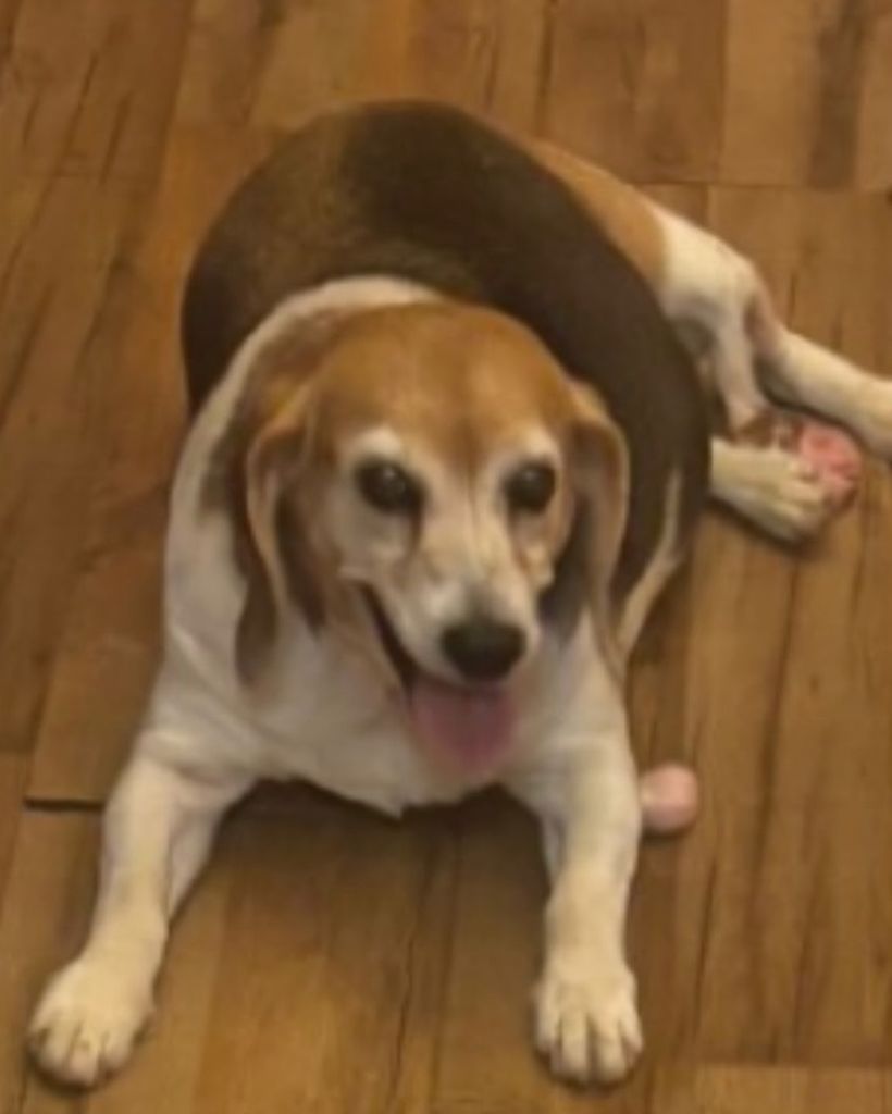 Daisy