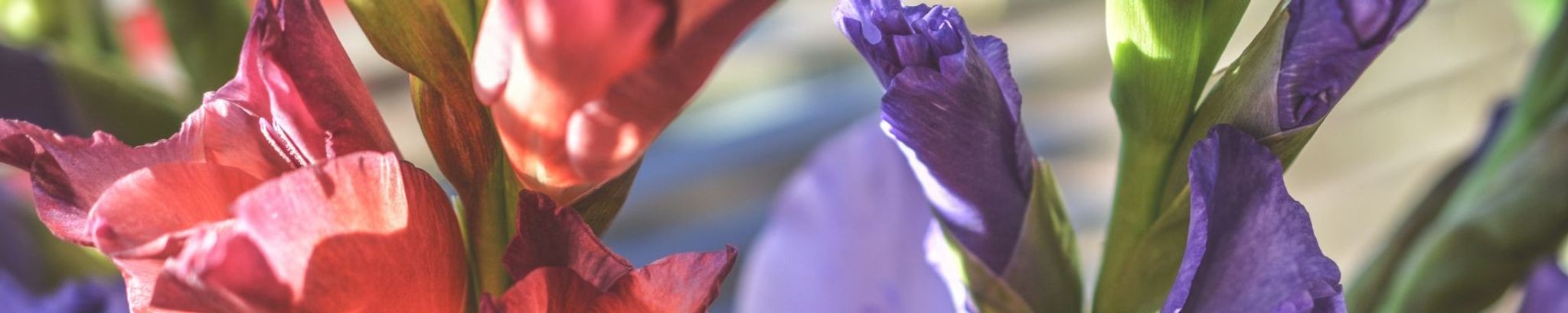 Cover for Elizabeth "Betsy" J. Koering's Obituary