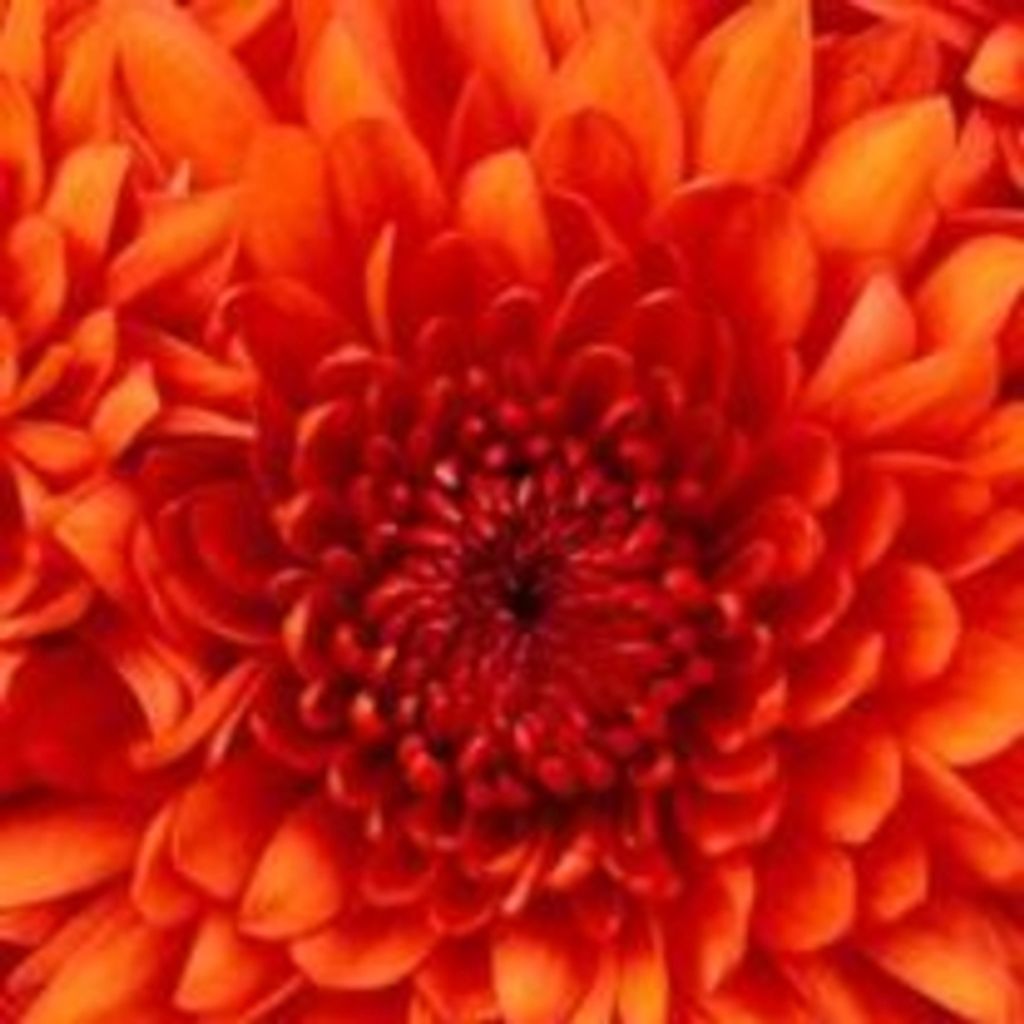 Jennie Michorski Profile Photo