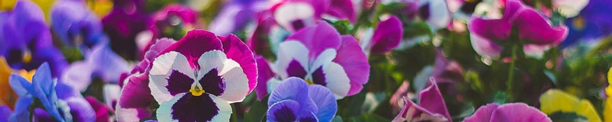 Cover for Pansy Carol Lange's Obituary