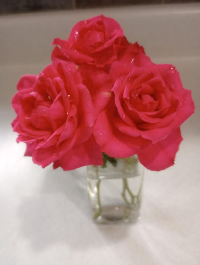 Rosemary C (Fath)  Hoffman Profile Photo