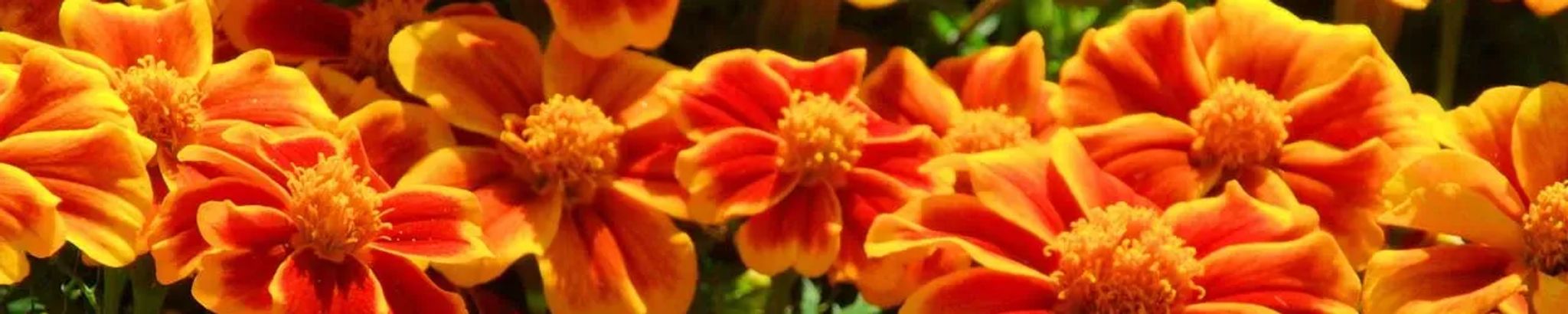 Cover photo for Susan Elaine Ware's Obituary