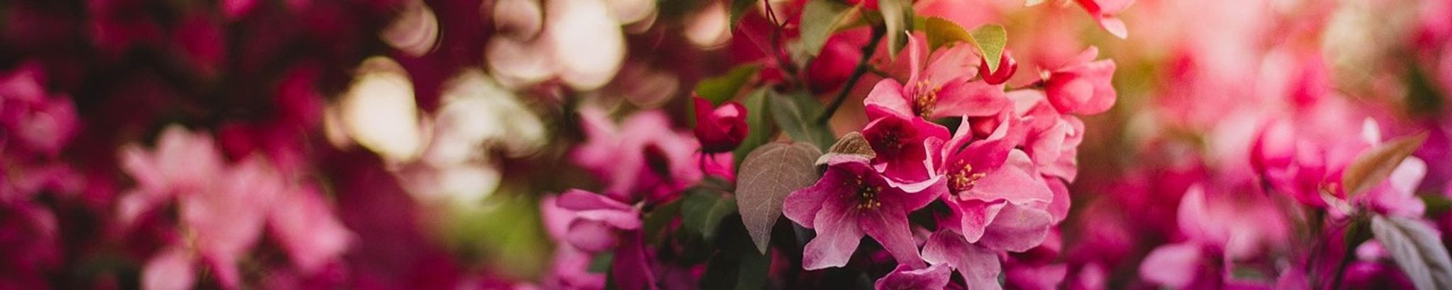 Cover for Lesli (Ross) Satchell's Obituary