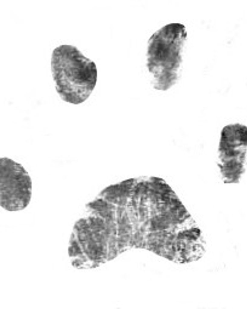 Snoopy Ferriola Profile Photo