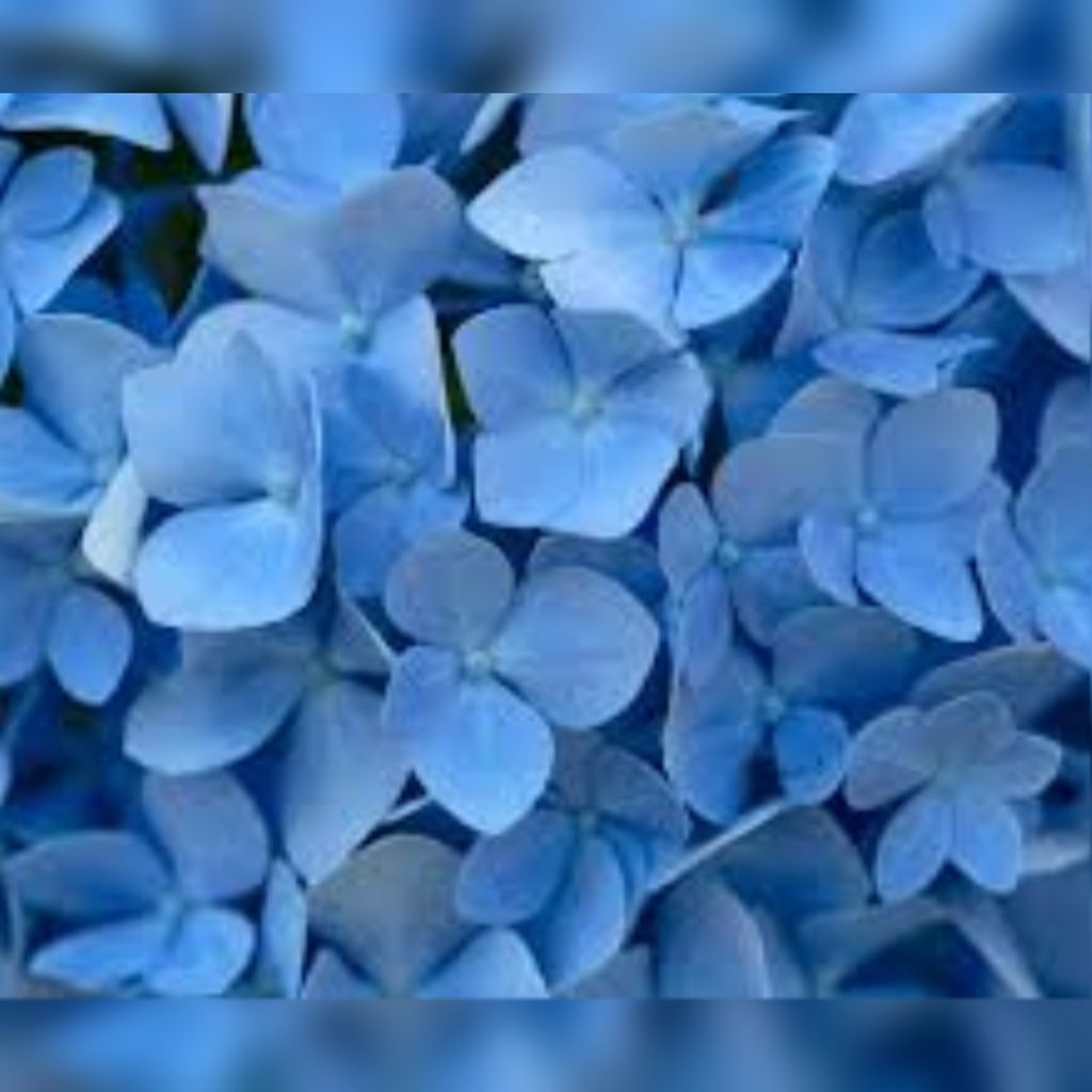 Lolieta Aileen Stromie