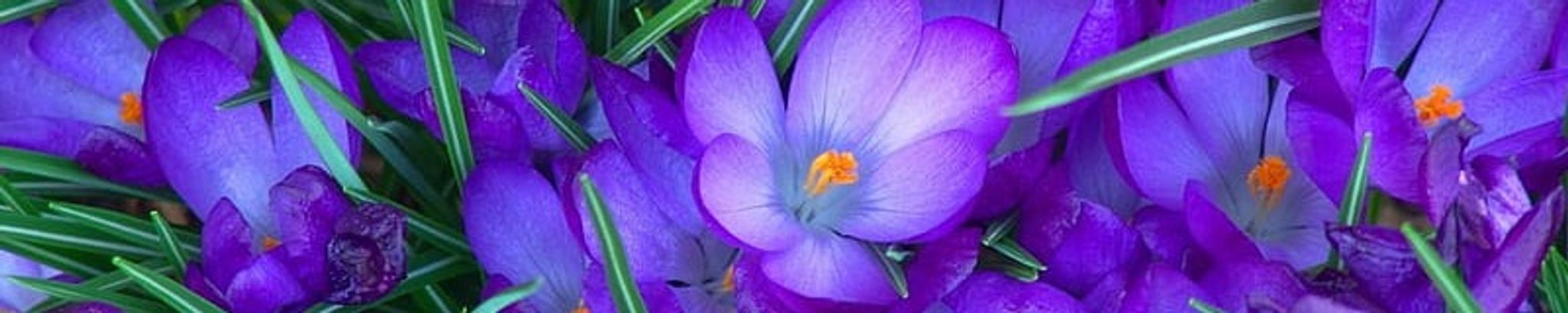 Cover photo for Thelma Anderson Pudlewski's Obituary