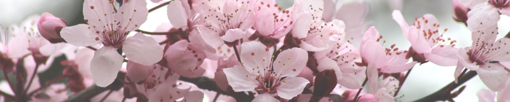 Cover for Rosetta Putman's Obituary