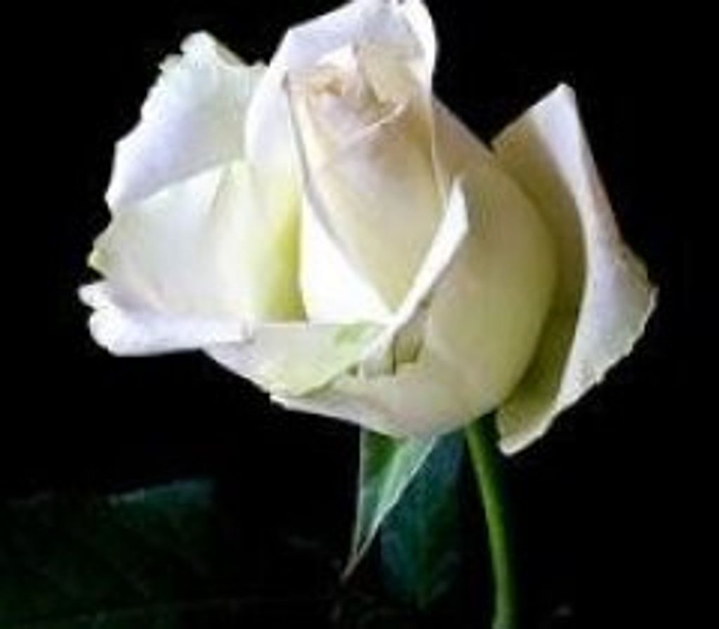 Joanne Marttila (Hendrickson)