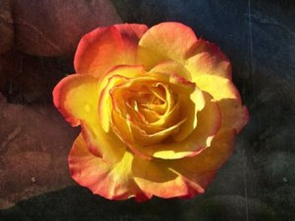 Carol A. (Davis)  Adams