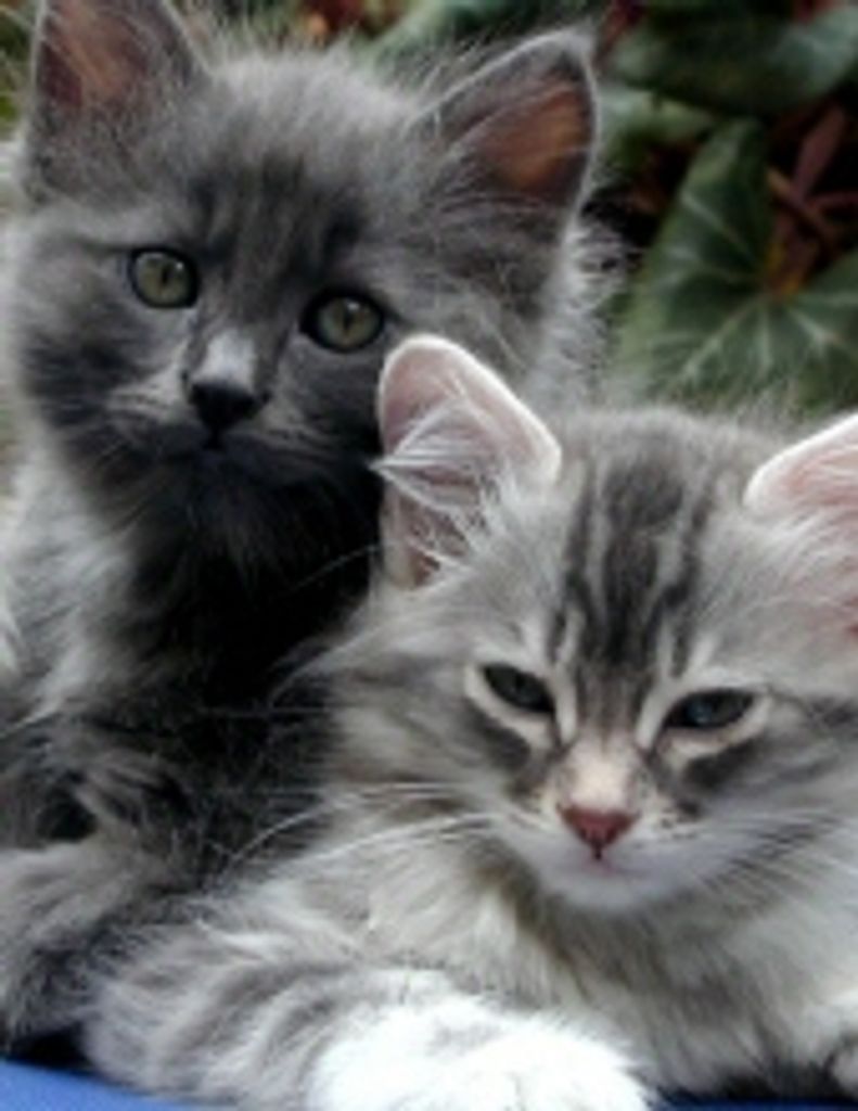 Virginia Louise Rybicki