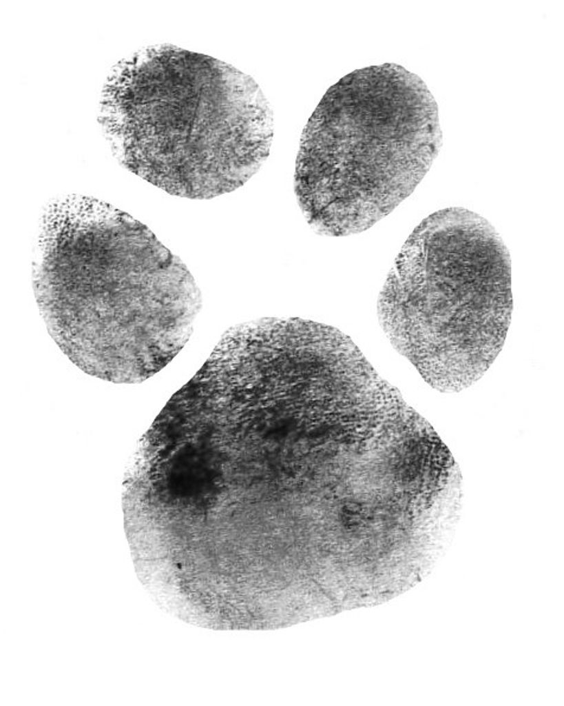 Scamp Quistorff Profile Photo