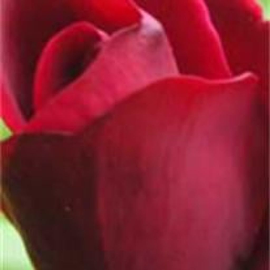 Elizabeth E.