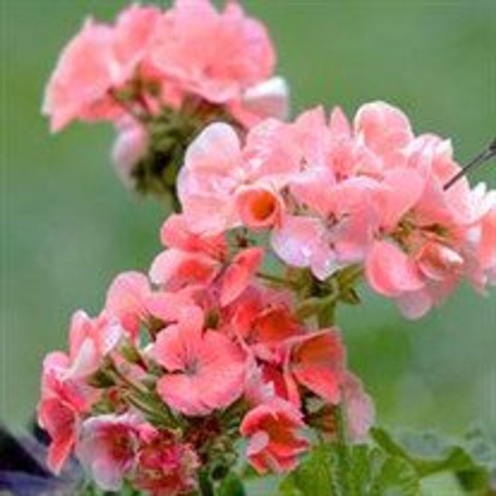 Dorothy  B Goldstein