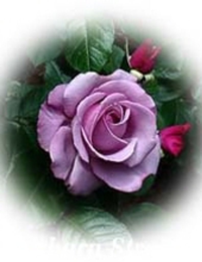 Betty Rowena Wells -Glbfh