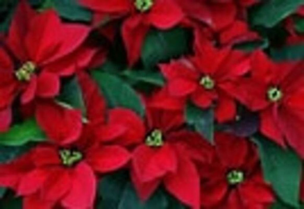 Victor Sosa Profile Photo