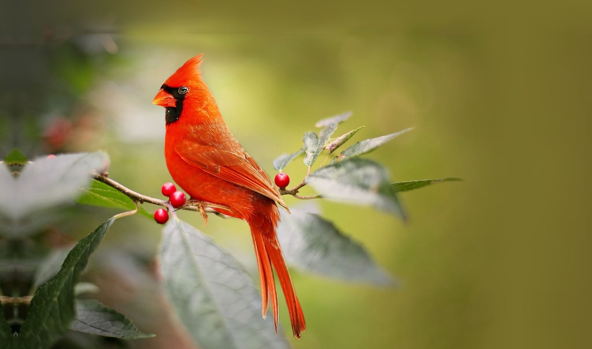 Cover for David Lane Miller's Obituary