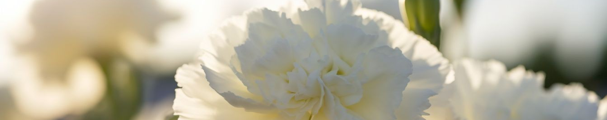 Cover photo for Ione DeBauche's Obituary