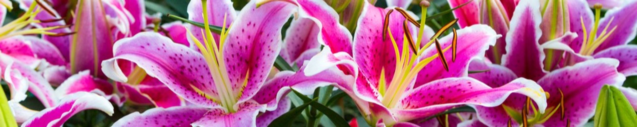 Cover photo for Clara Faye Morris's Obituary