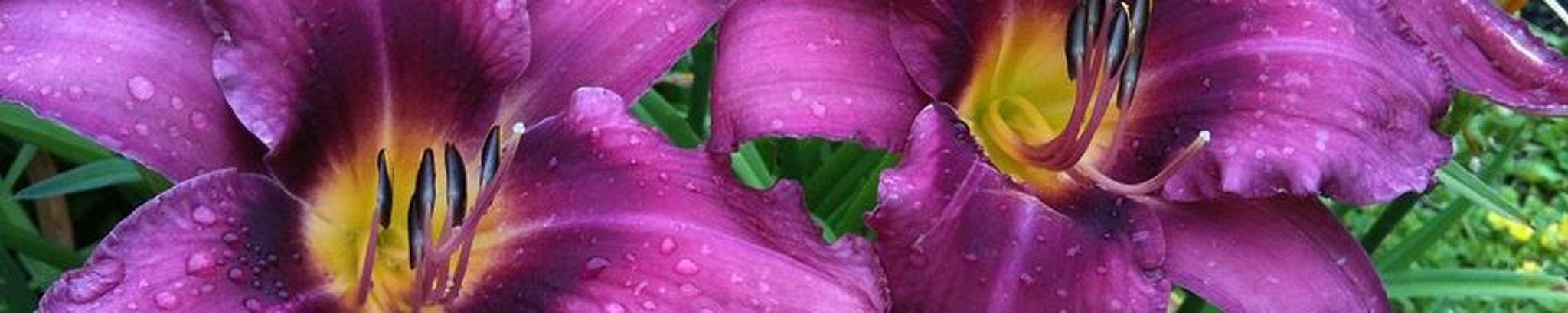 Cover for Karen Dianne James's Obituary